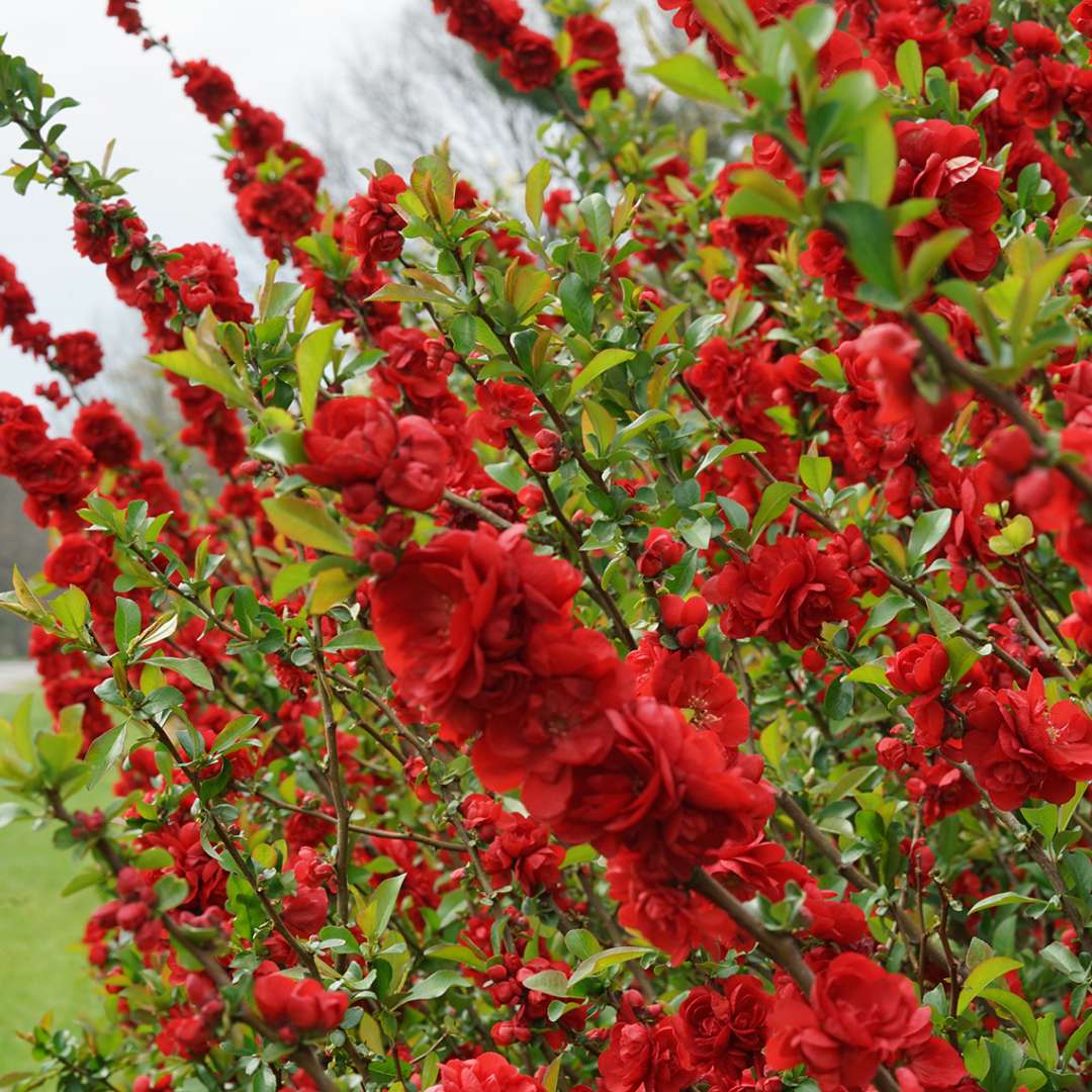 Quince - DOUBLE TAKE Scarlet