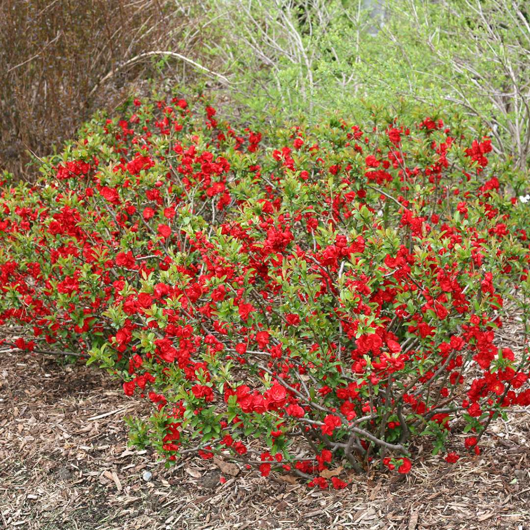 Quince - DOUBLE TAKE Scarlet