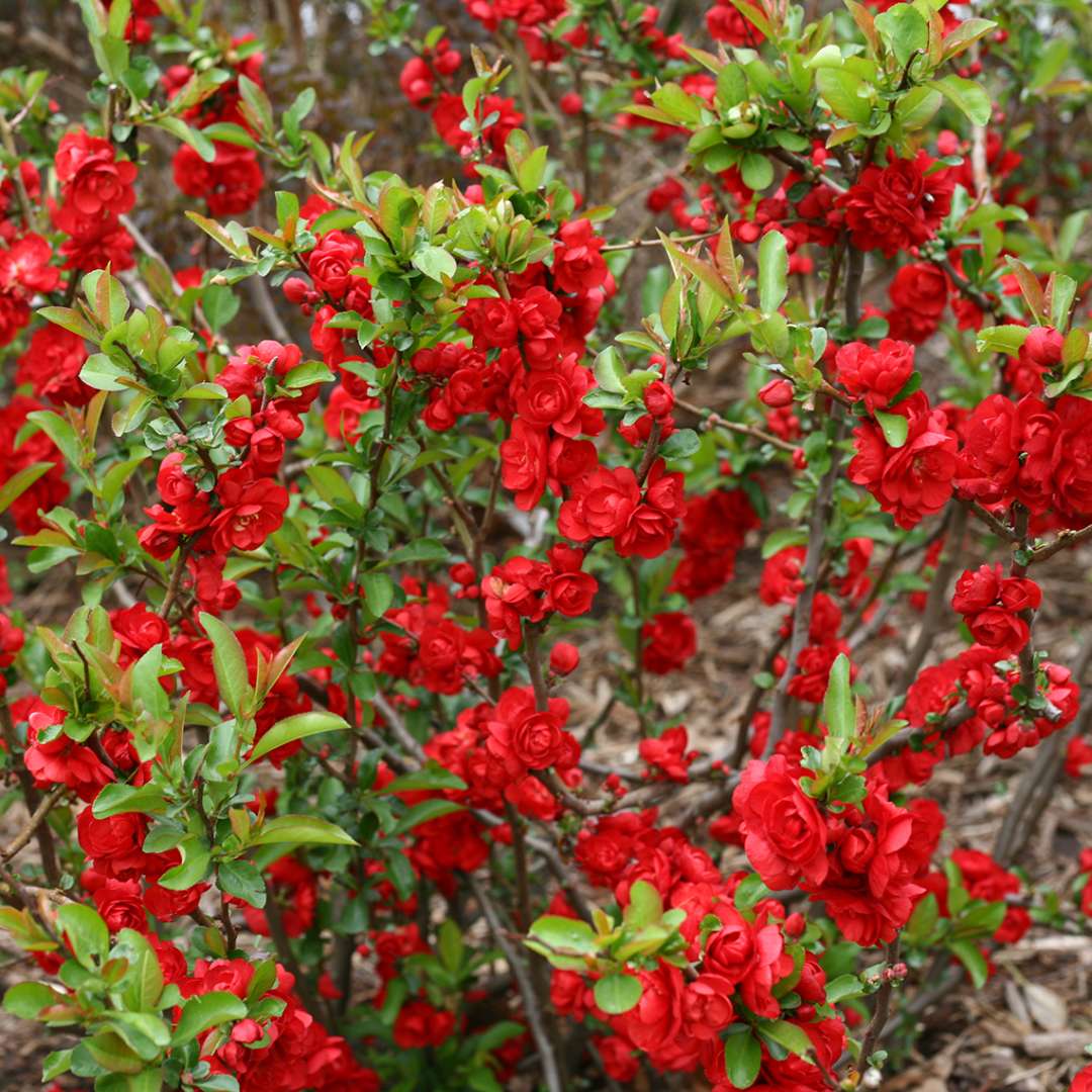 Quince - DOUBLE TAKE Scarlet