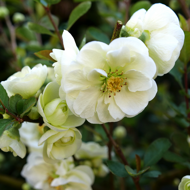 Quince - DOUBLE TAKE ETERNAL WHITE