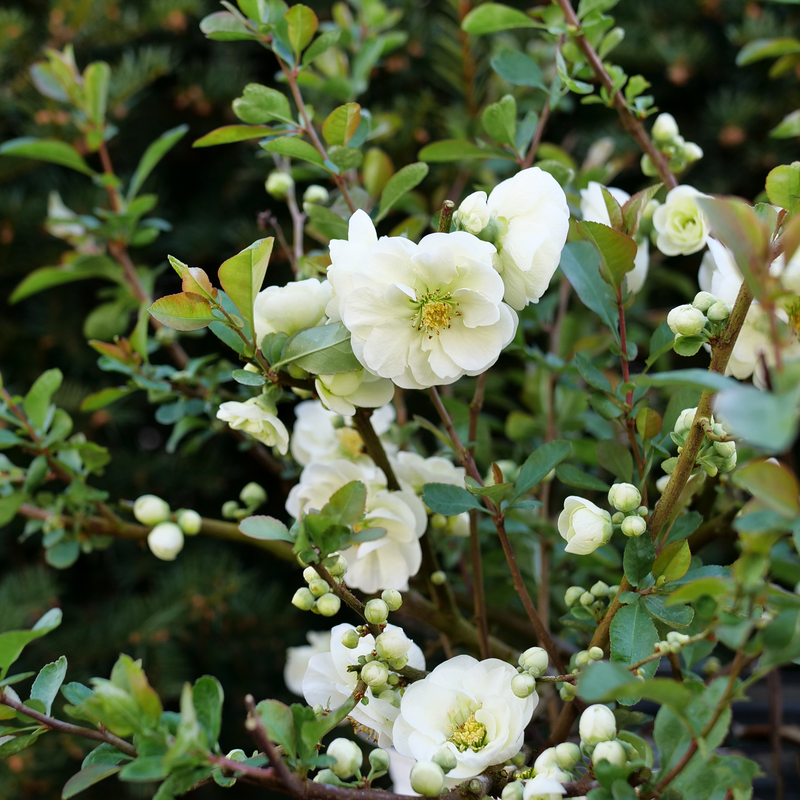 Quince - DOUBLE TAKE ETERNAL WHITE