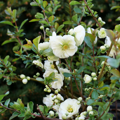 Quince - DOUBLE TAKE ETERNAL WHITE