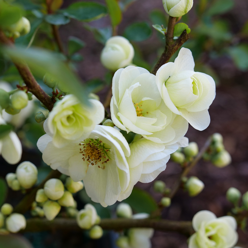 Quince - DOUBLE TAKE ETERNAL WHITE