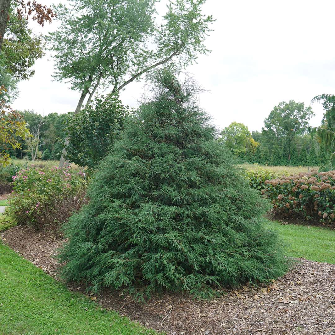 False cypress, Port Orford cedar, Lawson's false cypress - HAYWIRE