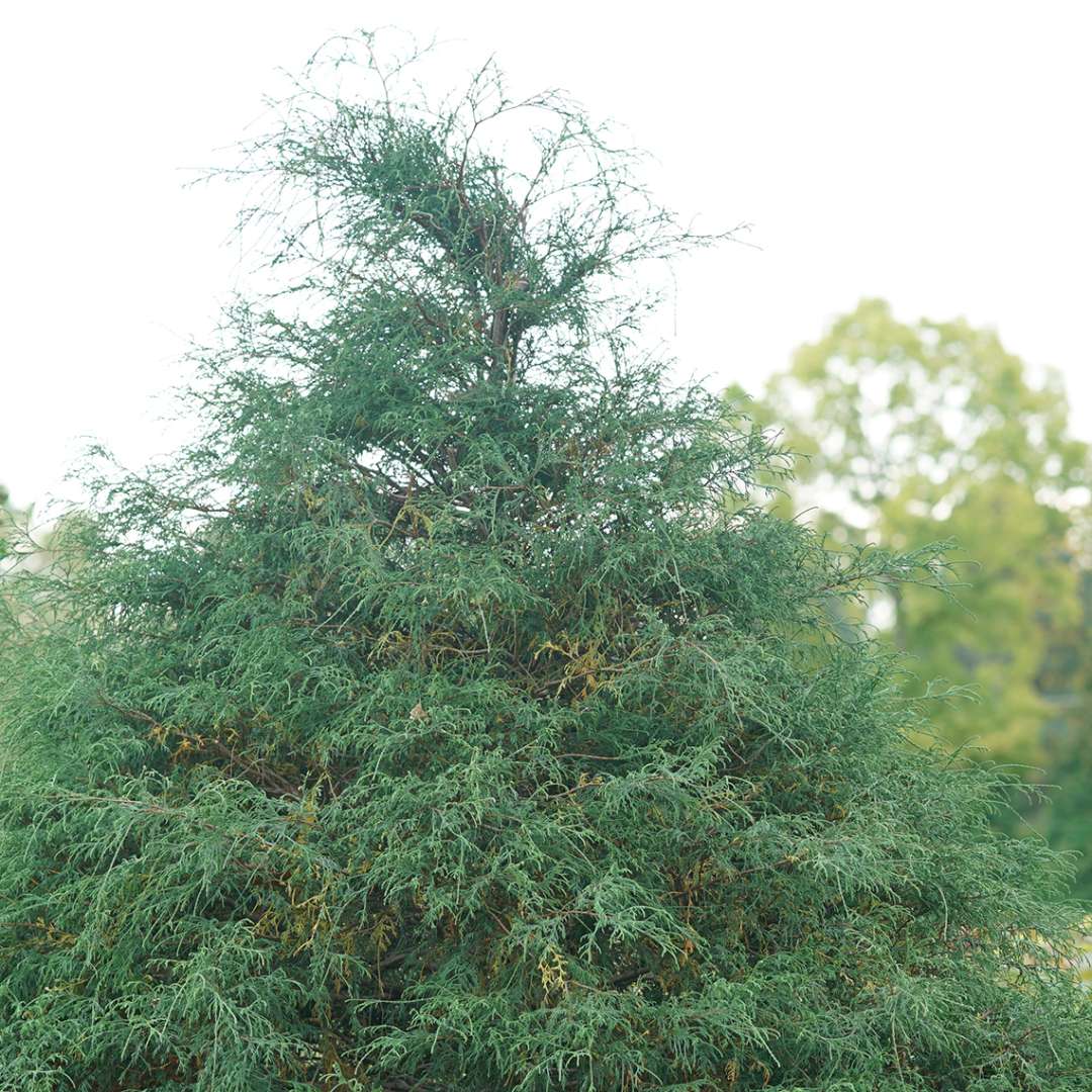 False cypress, Port Orford cedar, Lawson's false cypress - HAYWIRE
