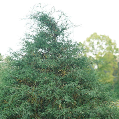 False cypress, Port Orford cedar, Lawson's false cypress - HAYWIRE