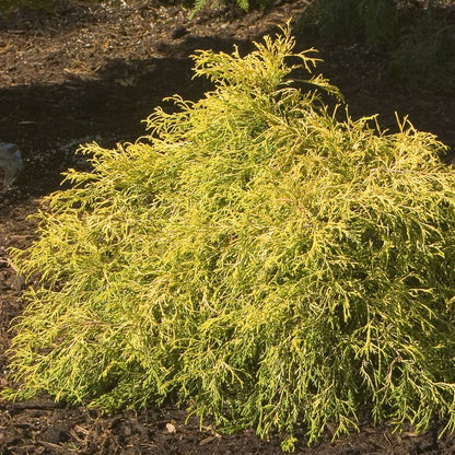 False Cypress - ‘Gold Mop’