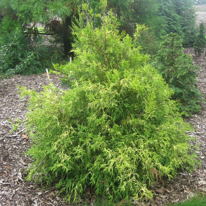 False Cypress - ‘Gold Mop’