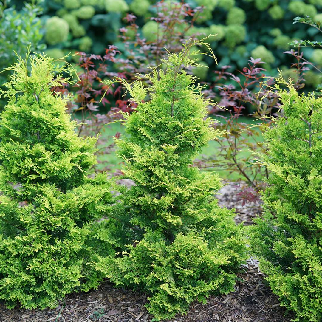 False Cypress - RAY OF LIGHT