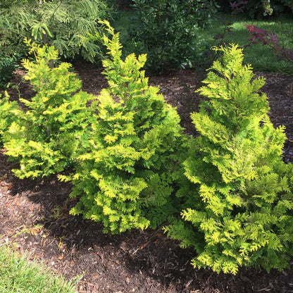 False Cypress - RAY OF LIGHT