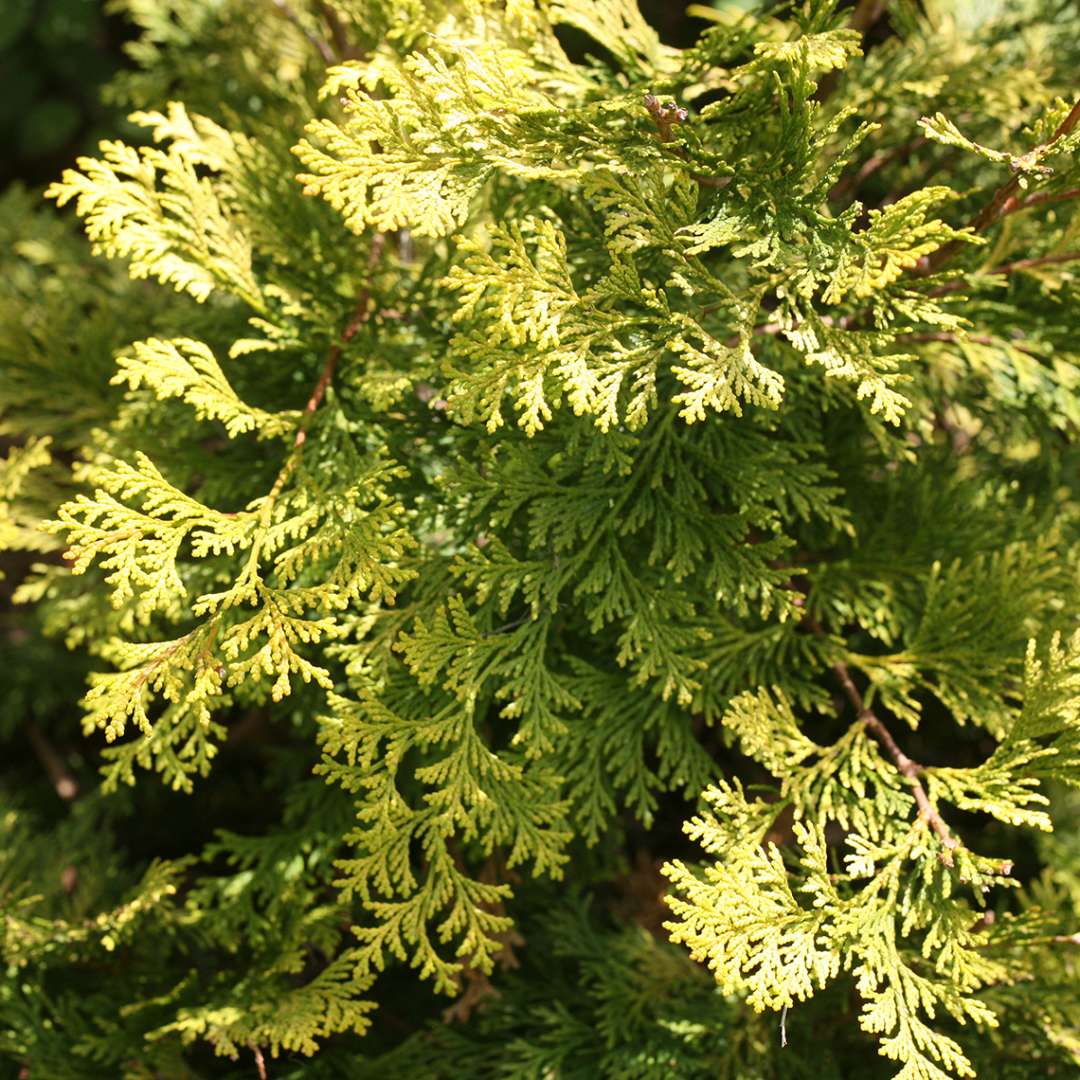 False Cypress - RAY OF LIGHT