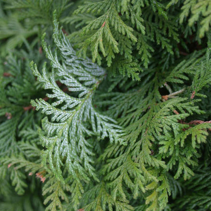 False Cypress - SOFT SERVE