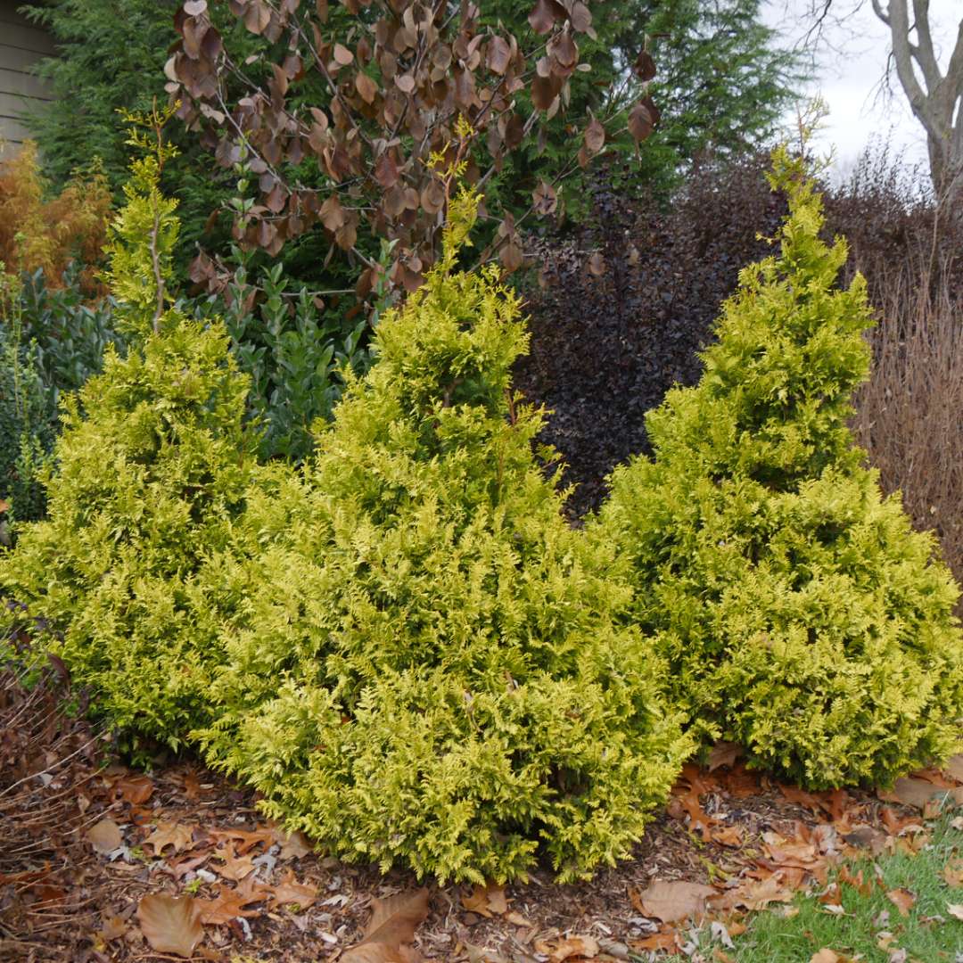 False Cypress - SOFT SERVE Gold