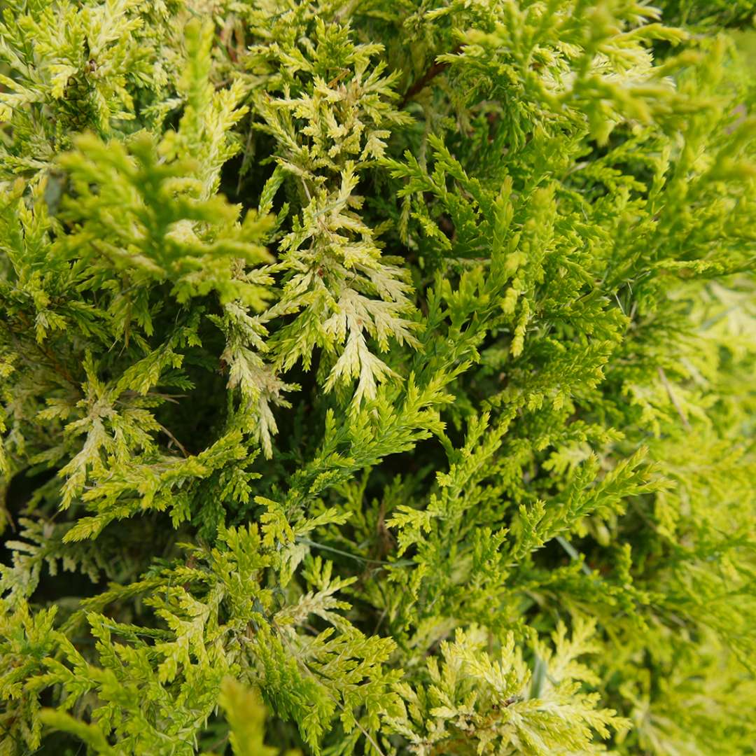 False Cypress - SOFT SERVE Gold