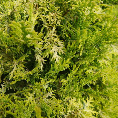 False Cypress - SOFT SERVE Gold
