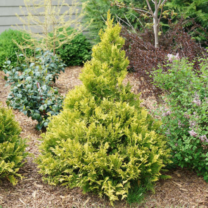 False Cypress - SOFT SERVE Gold