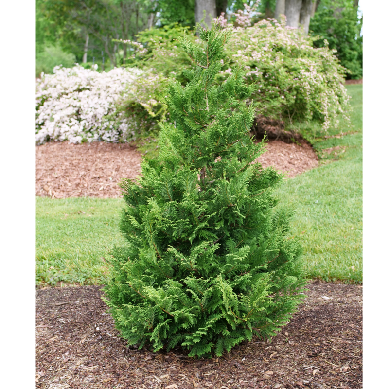 False Cypress - CEDAR RAPIDS