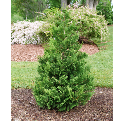 False Cypress - CEDAR RAPIDS