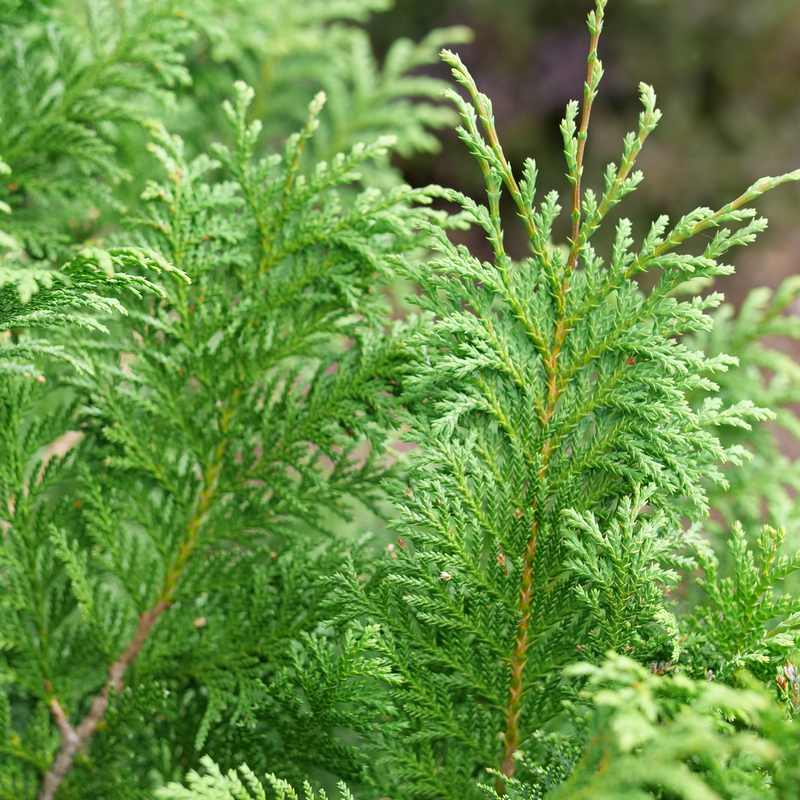 False Cypress - CEDAR RAPIDS