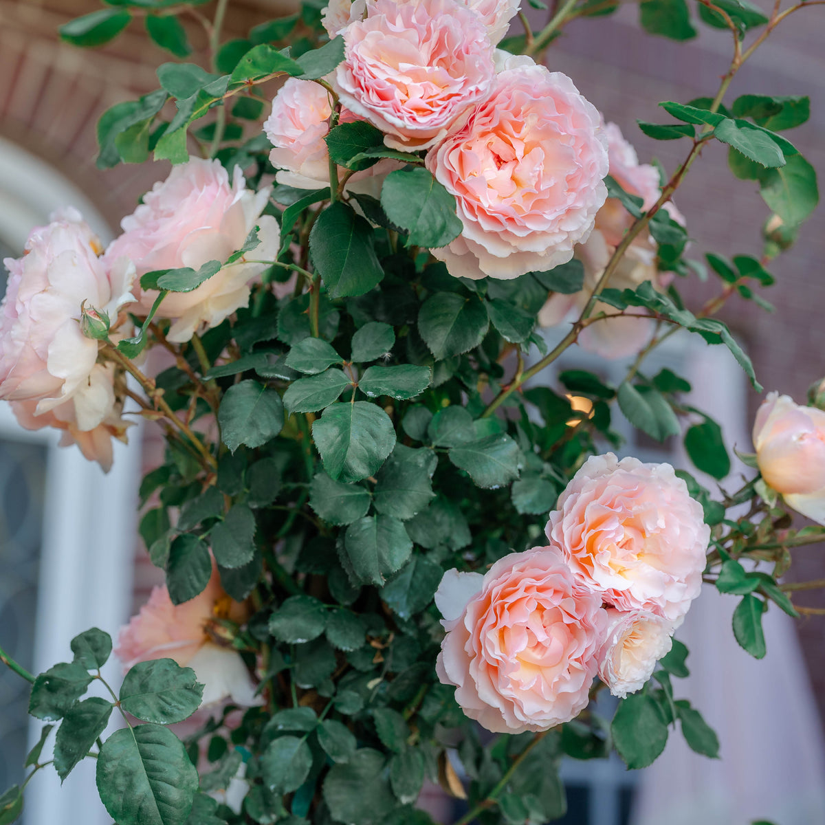 Rose - Princesse Charlene de Monaco