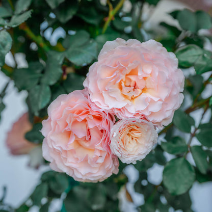 Rose - Princesse Charlene de Monaco