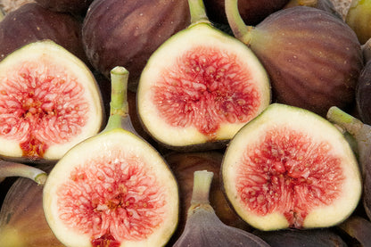 Fig - ‘Chicago Hardy’