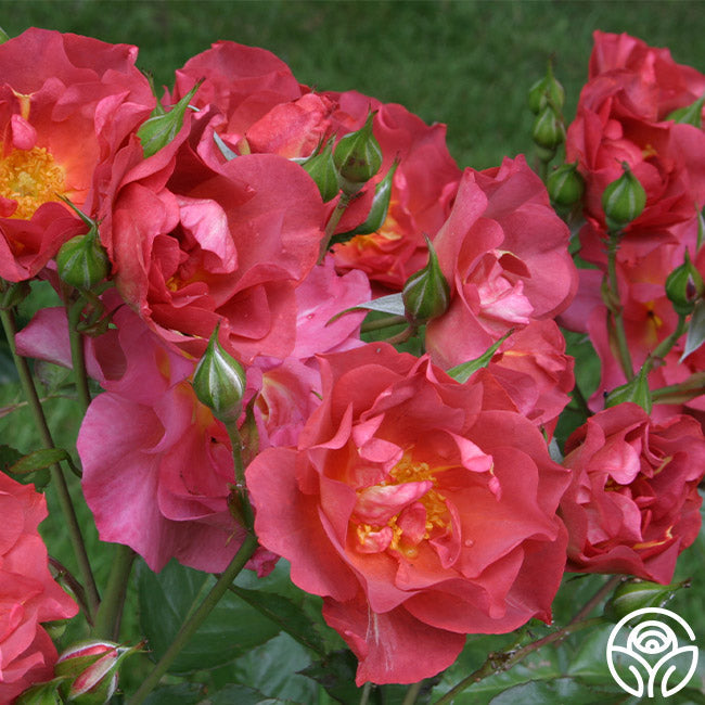Rose - Cinco de Mayo