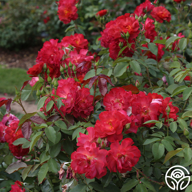 Rose - Cinco de Mayo