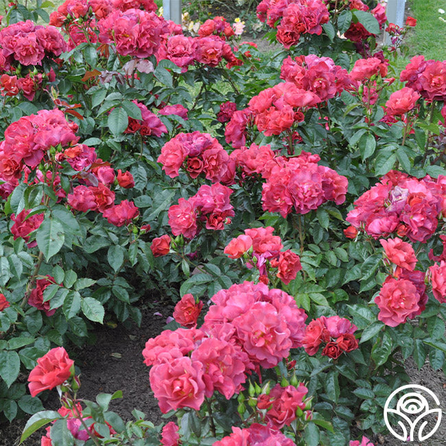 Rose - Cinco de Mayo