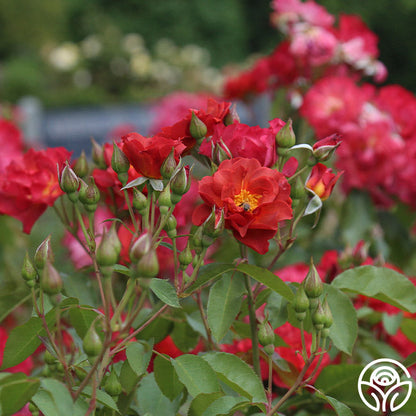 Rose - Cinco de Mayo