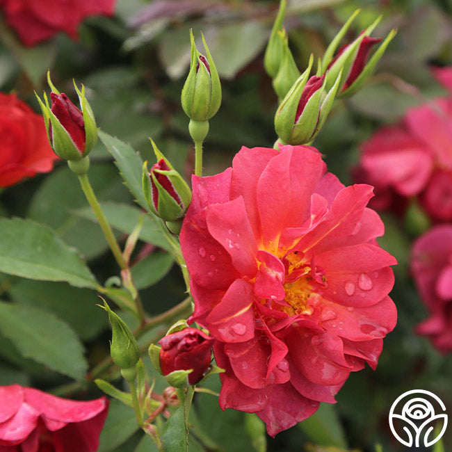 Rose - Cinco de Mayo