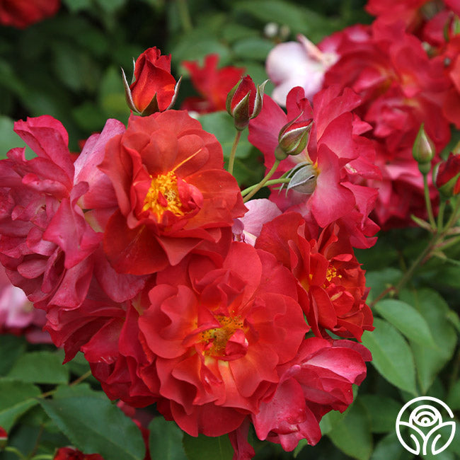 Rose - Cinco de Mayo