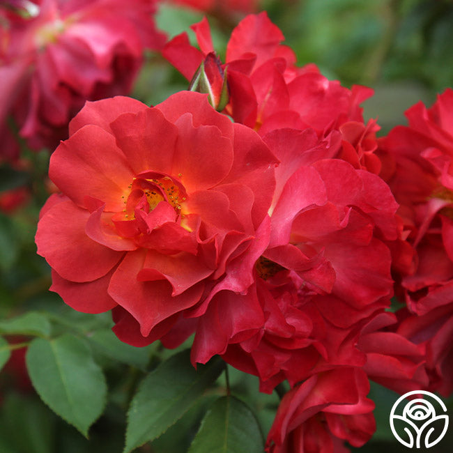 Rose - Cinco de Mayo