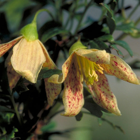 Clematis - cirrhosa Balearica