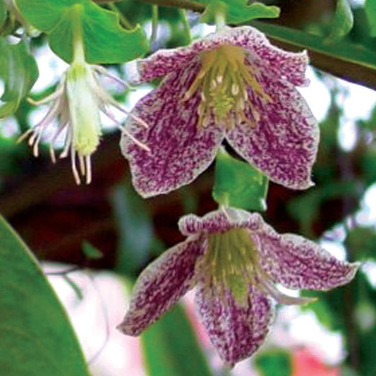 Clematis - cirrhosa Freckles