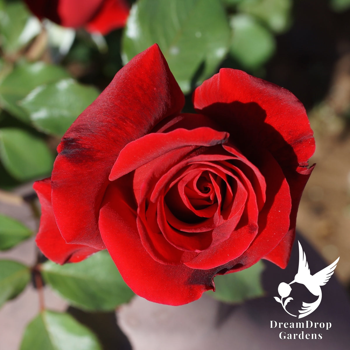 Rose - Don Juan — DreamDrop Gardens photo 1