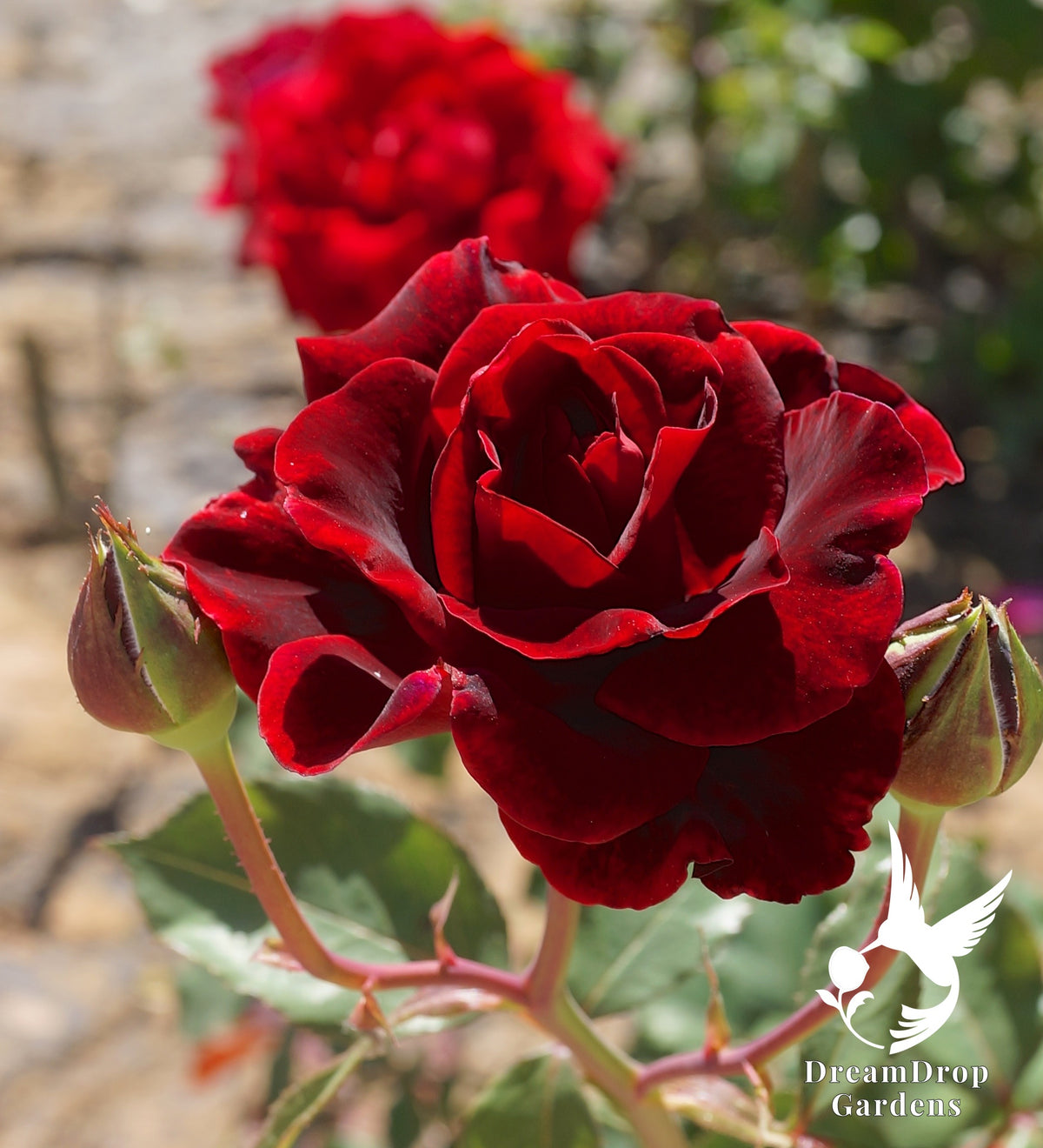 Rose - Don Juan — DreamDrop Gardens photo 2