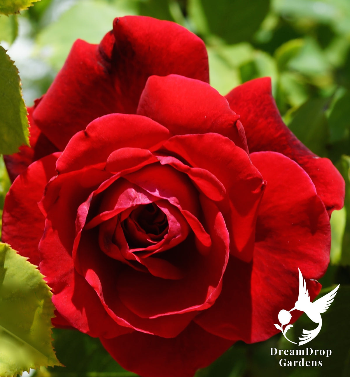 Rose - Don Juan — DreamDrop Gardens photo 3