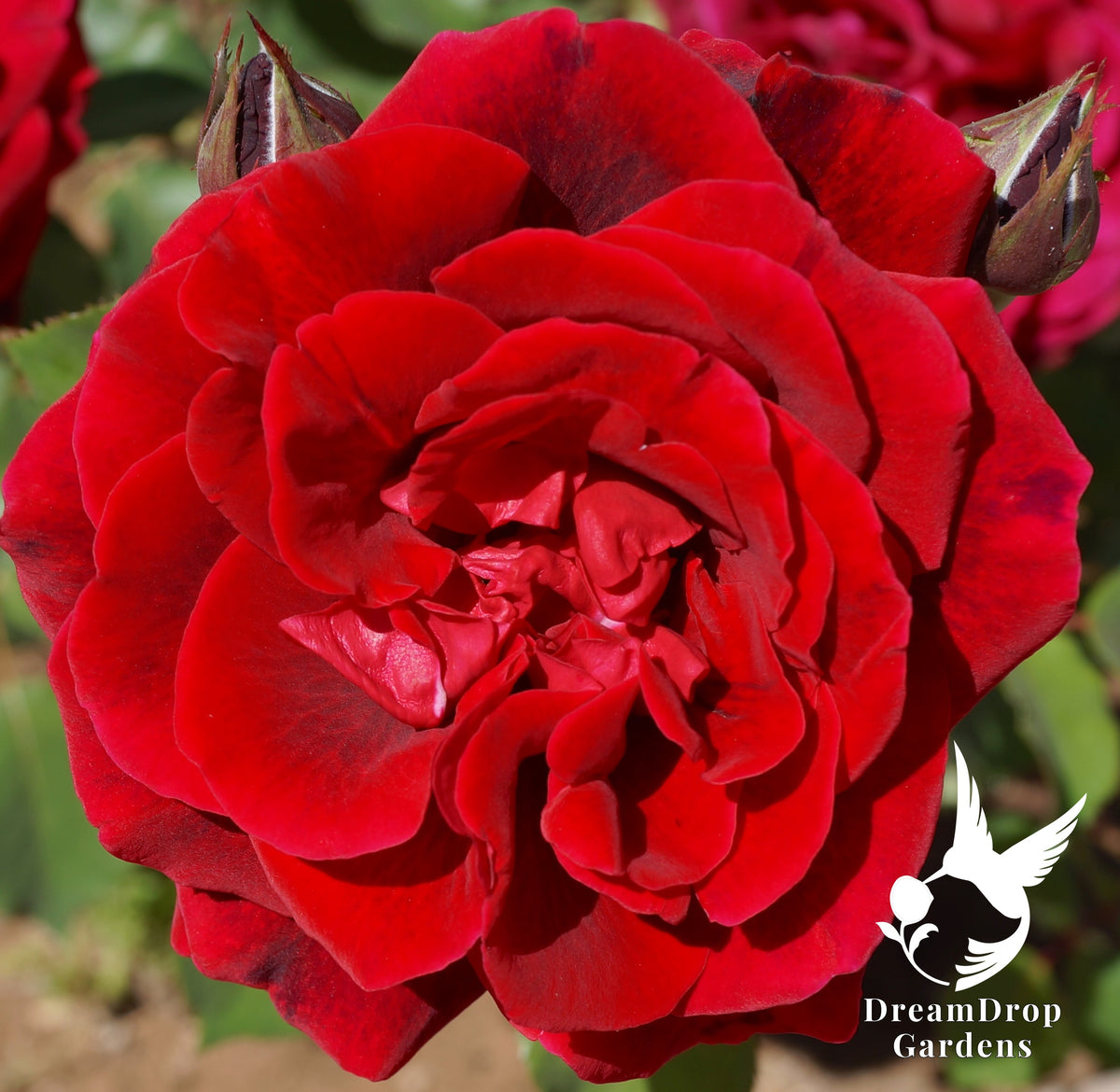 Rose - Don Juan — DreamDrop Gardens photo 4