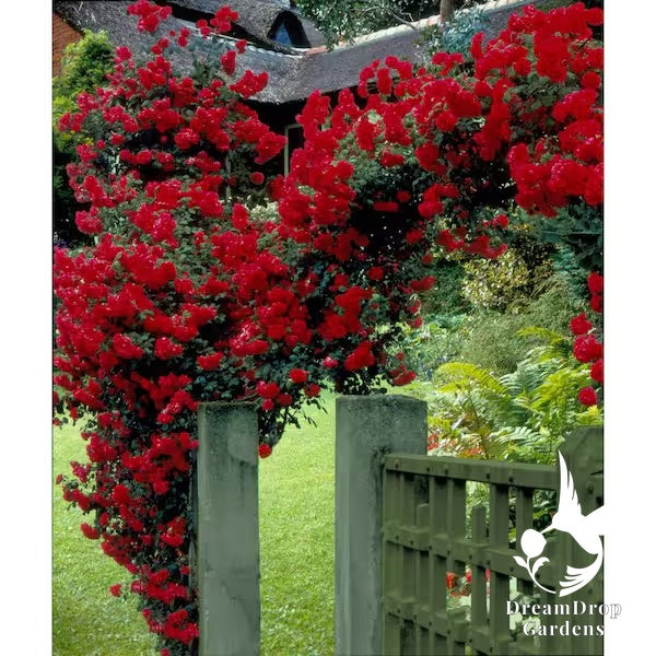 Rose - Don Juan — DreamDrop Gardens photo 5