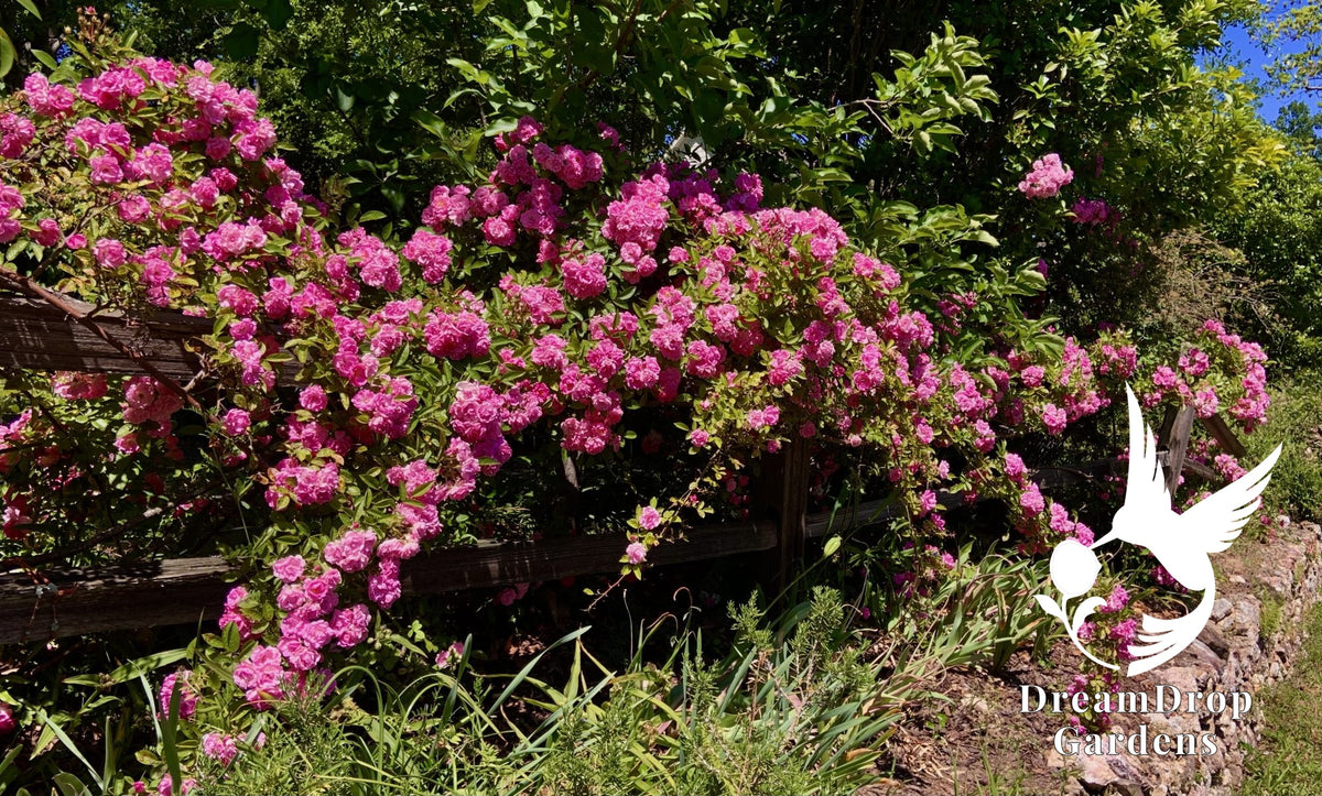 Rose - Peggy Martin (a.k.a. The Katrina Rose) — DreamDrop Gardens photo 1