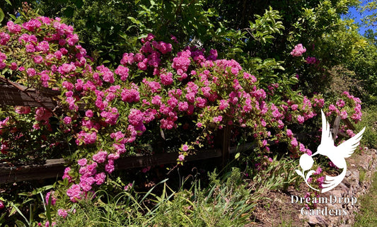 Rose - Peggy Martin (a.k.a. The Katrina Rose) — DreamDrop Gardens photo 1