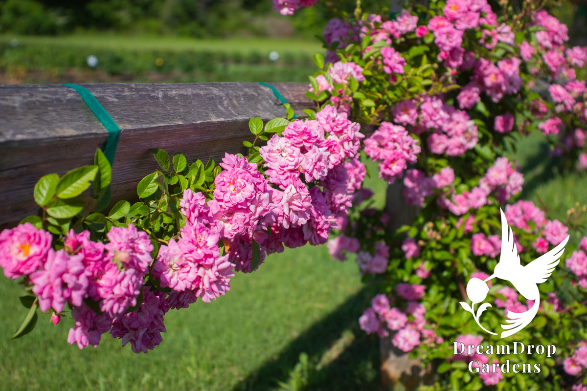 Rose - Peggy Martin (a.k.a. The Katrina Rose) — DreamDrop Gardens photo 2