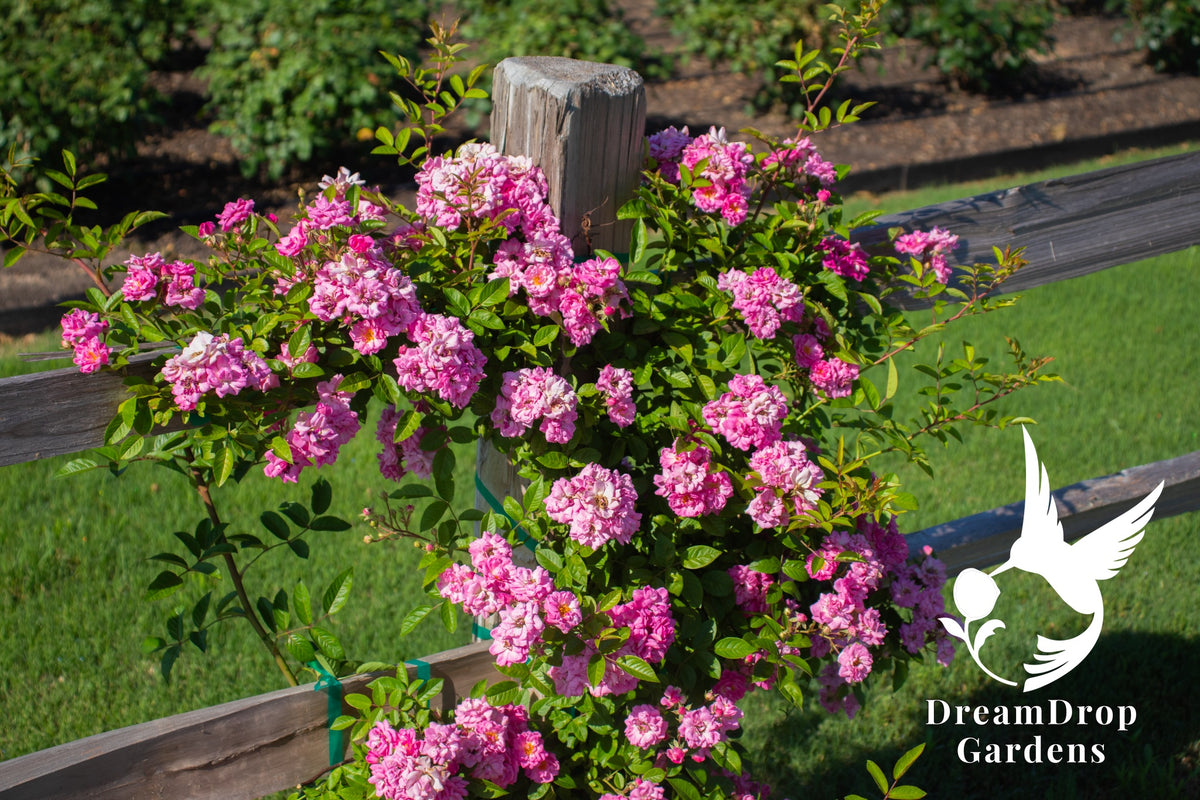 Rose - Peggy Martin (a.k.a. The Katrina Rose) — DreamDrop Gardens photo 3