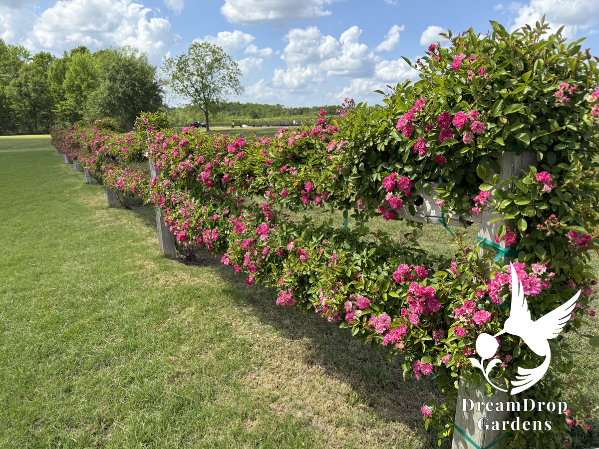 Rose - Peggy Martin (a.k.a. The Katrina Rose) — DreamDrop Gardens photo 4