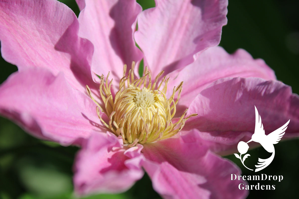 Clematis 'Abilene' - Pink - 4ft Dwarf Variety — DreamDrop Gardens photo 1