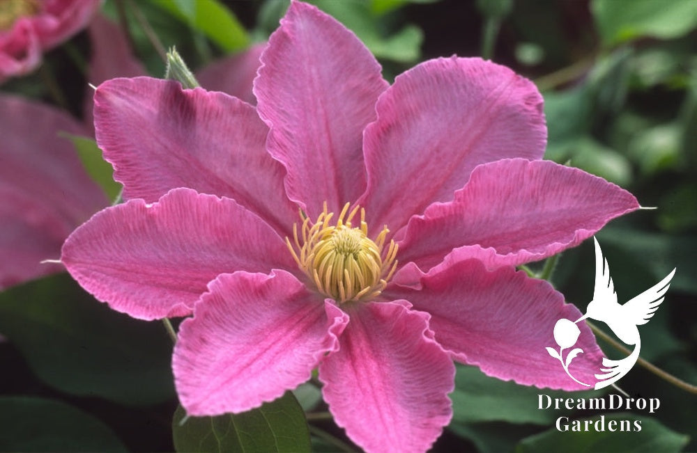 Clematis 'Abilene' - Pink - 4ft Dwarf Variety — DreamDrop Gardens photo 2