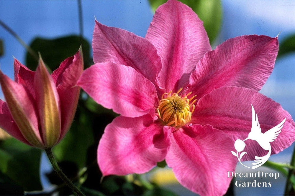 Clematis 'Abilene' - Pink - 4ft Dwarf Variety — DreamDrop Gardens photo 3