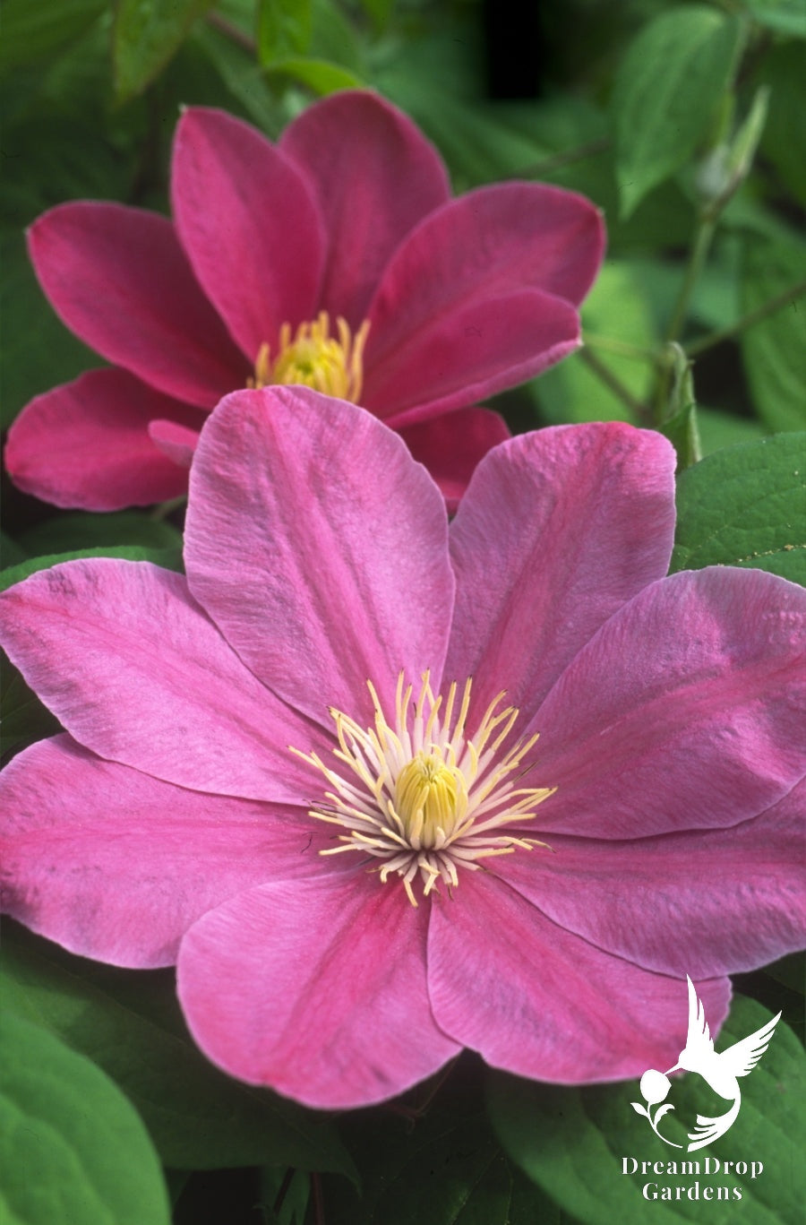 Clematis 'Abilene' - Pink - 4ft Dwarf Variety — DreamDrop Gardens photo 4