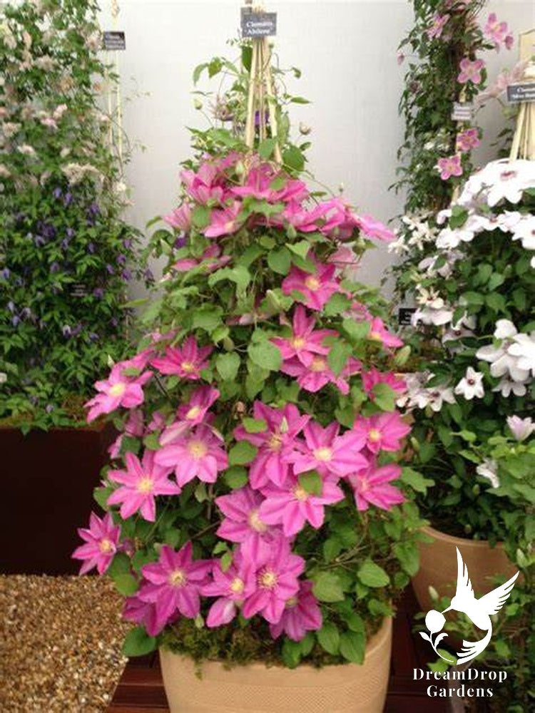 Clematis 'Abilene' - Pink - 4ft Dwarf Variety — DreamDrop Gardens photo 5